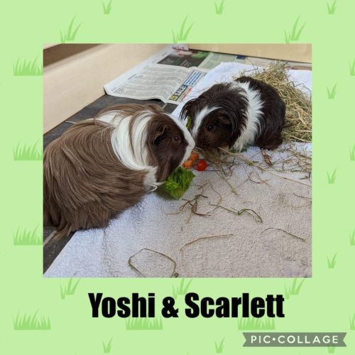 yoshi and scarlett