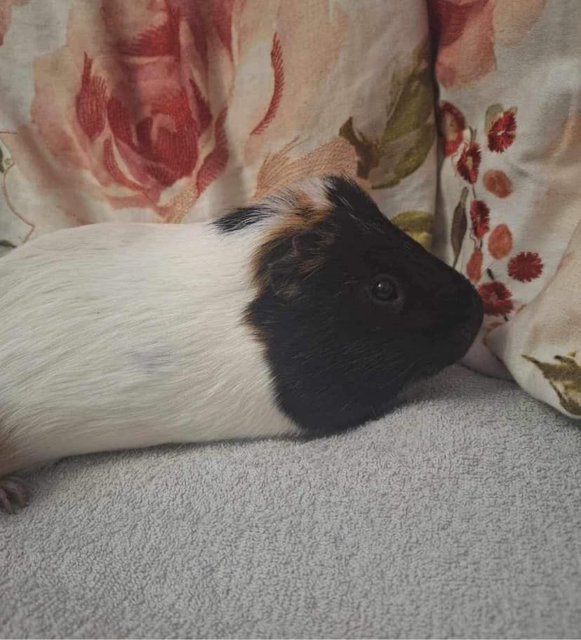 Guinea Pig's Available For Adoption