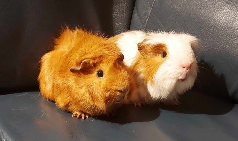 Guinea pig cheap fostering near me