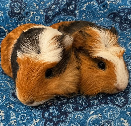 felix and casper