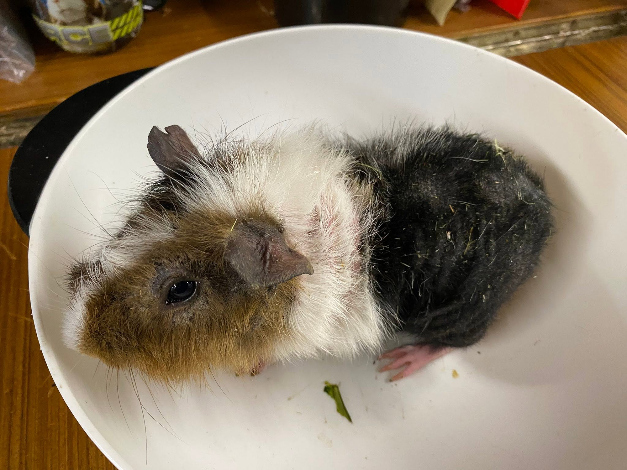 alvin 2 ill