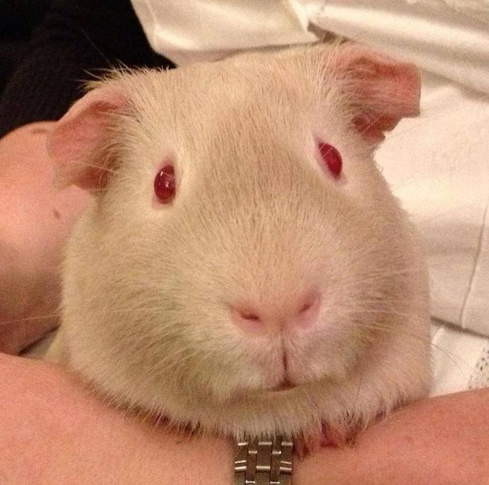 Why do Guinea Pigs have red eyes ?? Vet Blog