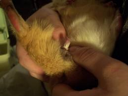 guinea pig white liquid