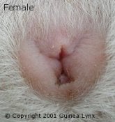 How to identify 2024 guinea pig gender