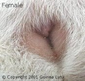 How to tell if your guinea hot sale pig is a boy or a girl