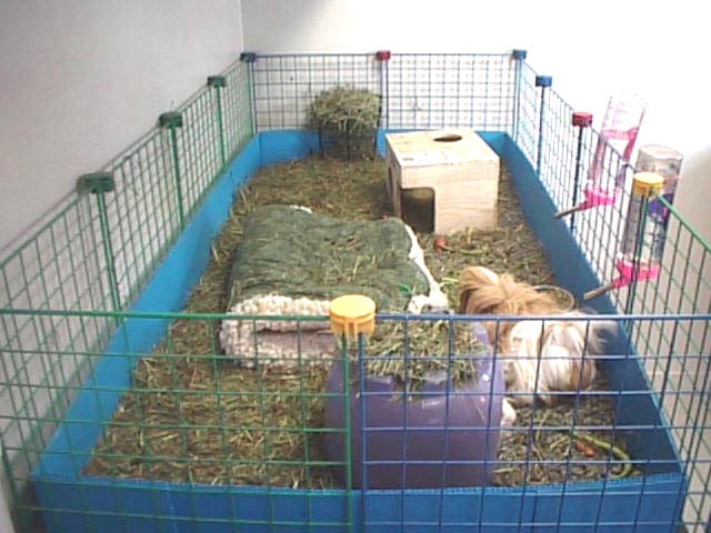 guinea pig cage supplies