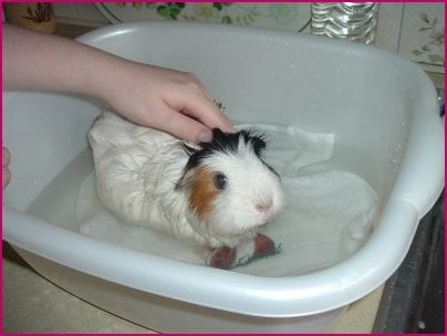 guinea pig bathing pigs bath care lice does many babies shampoo cage once mites animals need warm treatment homemade web