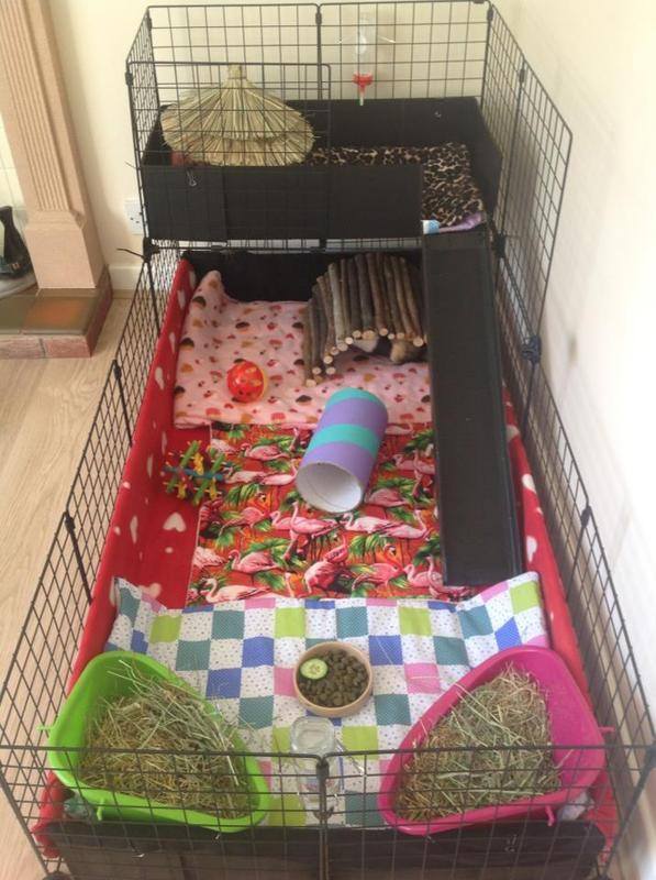 ideal cage for guinea pig