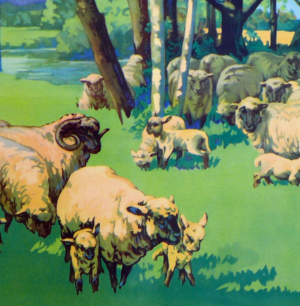Vintage School Poster 1938 - Sheep & Lambs