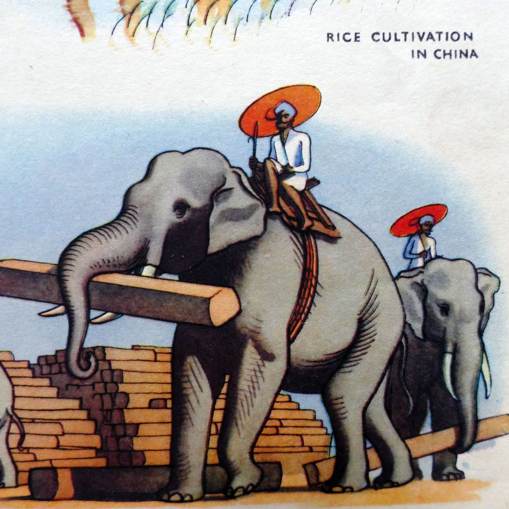 Vintage School Poster - Geography - Tropical Monsoon