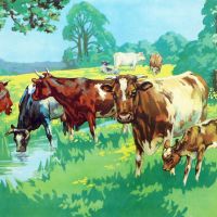Vintage School Poster 1938 - Cows & Calf