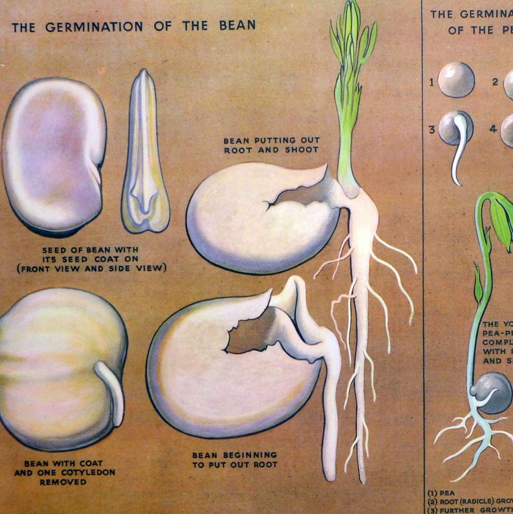 Vintage School Poster 1938 - How Seeds Grow