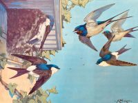 Vintage School Poster 1938 - Barn Swallows And House Martins