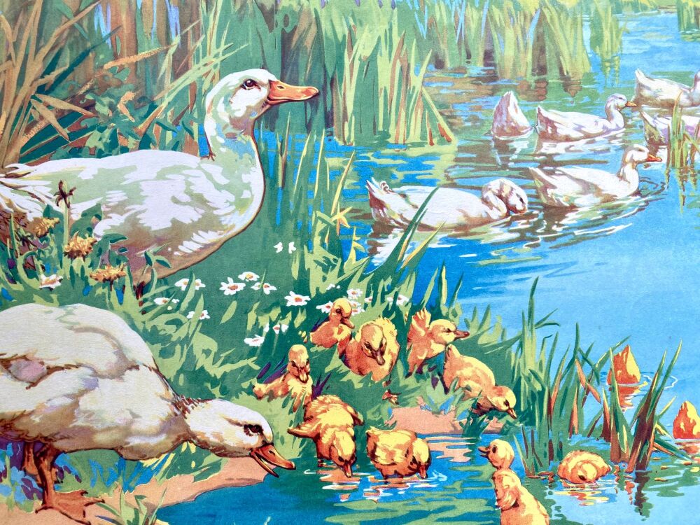 Vintage School Poster 1938 - Ducks & Ducklings