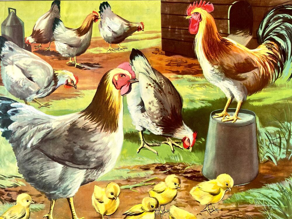 Vintage School Poster - 1940's/50's - A Hen And Her Chicks