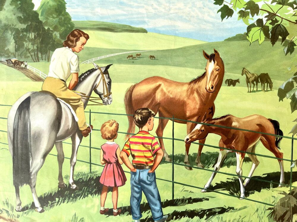 Vintage School Poster - 1940's/50's - Horses
