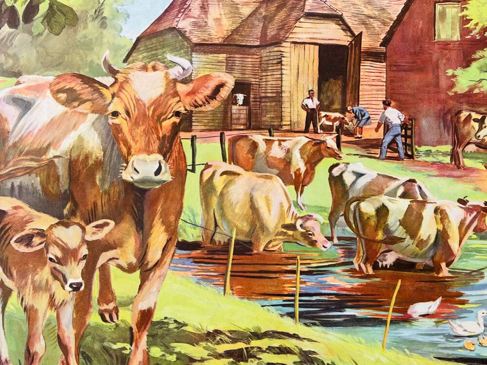 Vintage School Poster - 1950's/60's - Cows