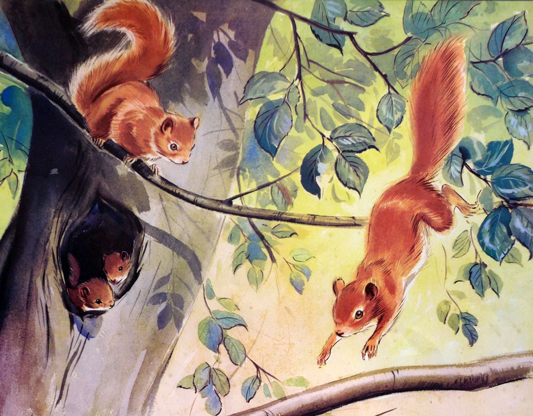 Vintage School Print - Red Squirrels by Eileen Soper