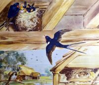 Vintage School Print - Swallows by Eileen Soper