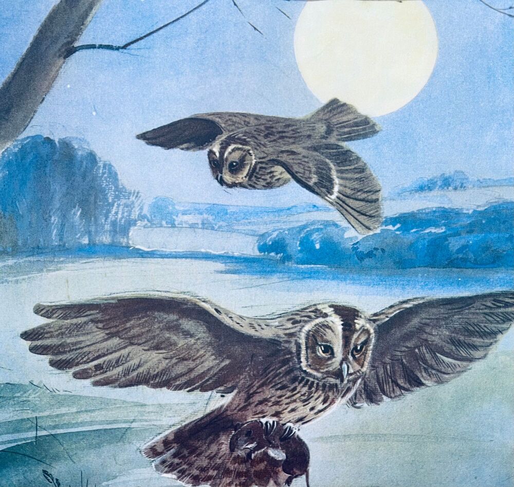 Vintage School Print - Th Owl by Eileen Soper
