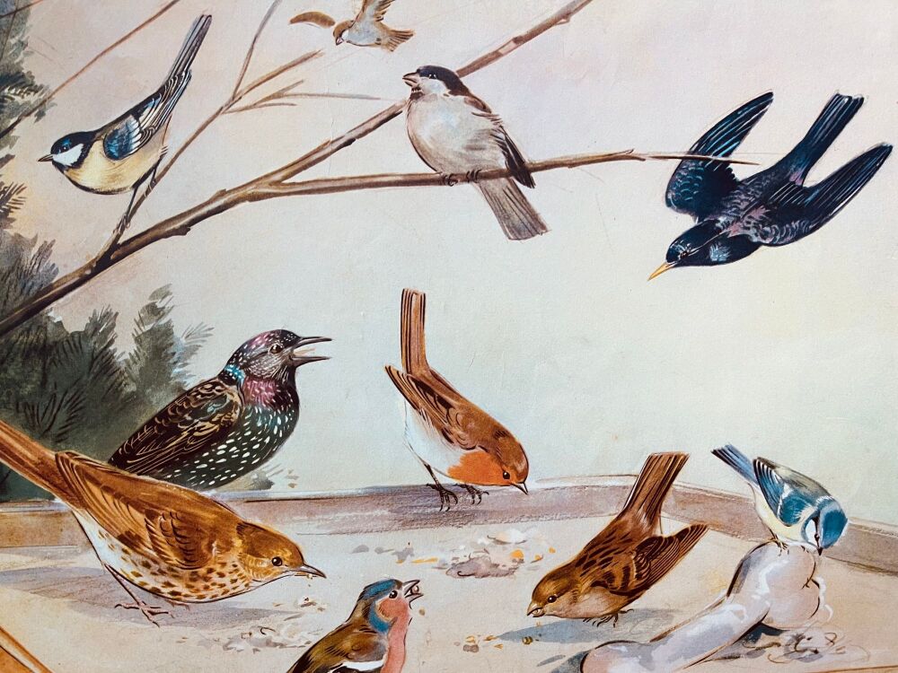 Vintage School Print - The Bird Table by Eileen Soper