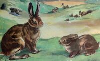 Vintage School Print - Rabbit And Hare by Eileen Soper