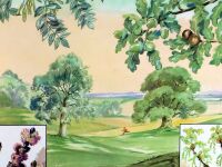Vintage School Print - Oak and Ash Trees by Eileen Soper