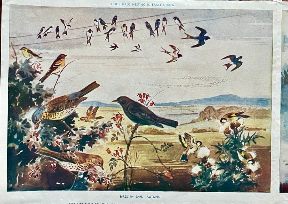 Vintage School Print - Bird Life Through The Year