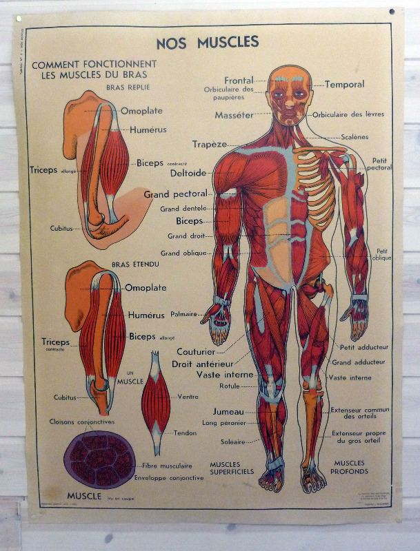 vintage french medical and anatomy posters