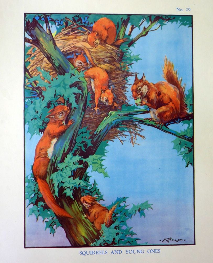 Vintage School Poster 1938 - Squirrels