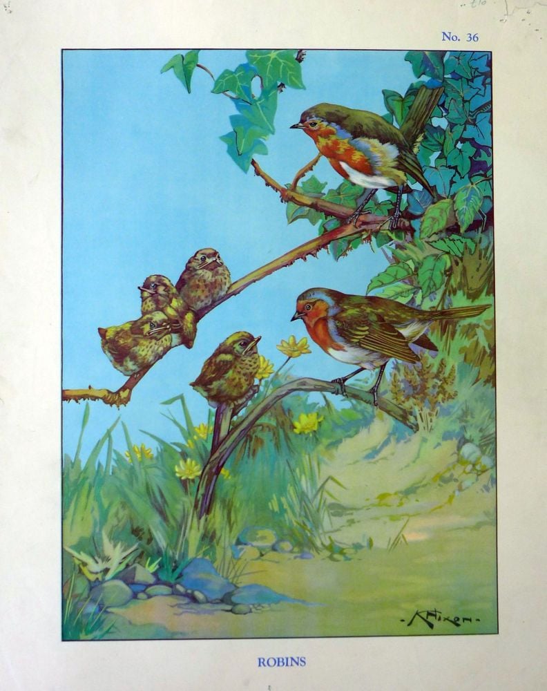 Vintage School Poster 1938 - Robins
