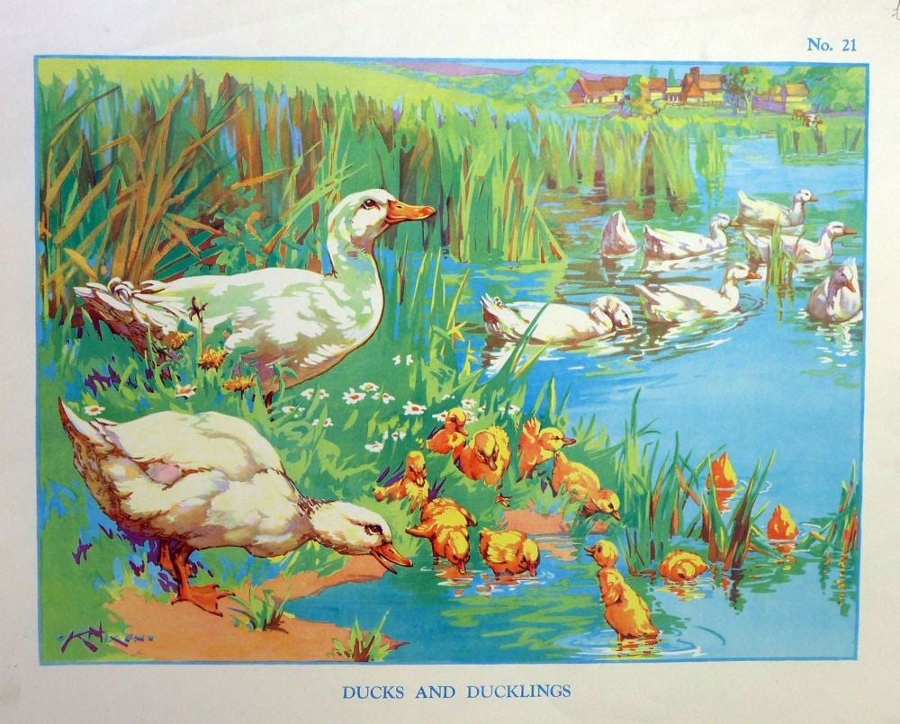 Vintage School Poster 1938 - Ducks & Ducklings