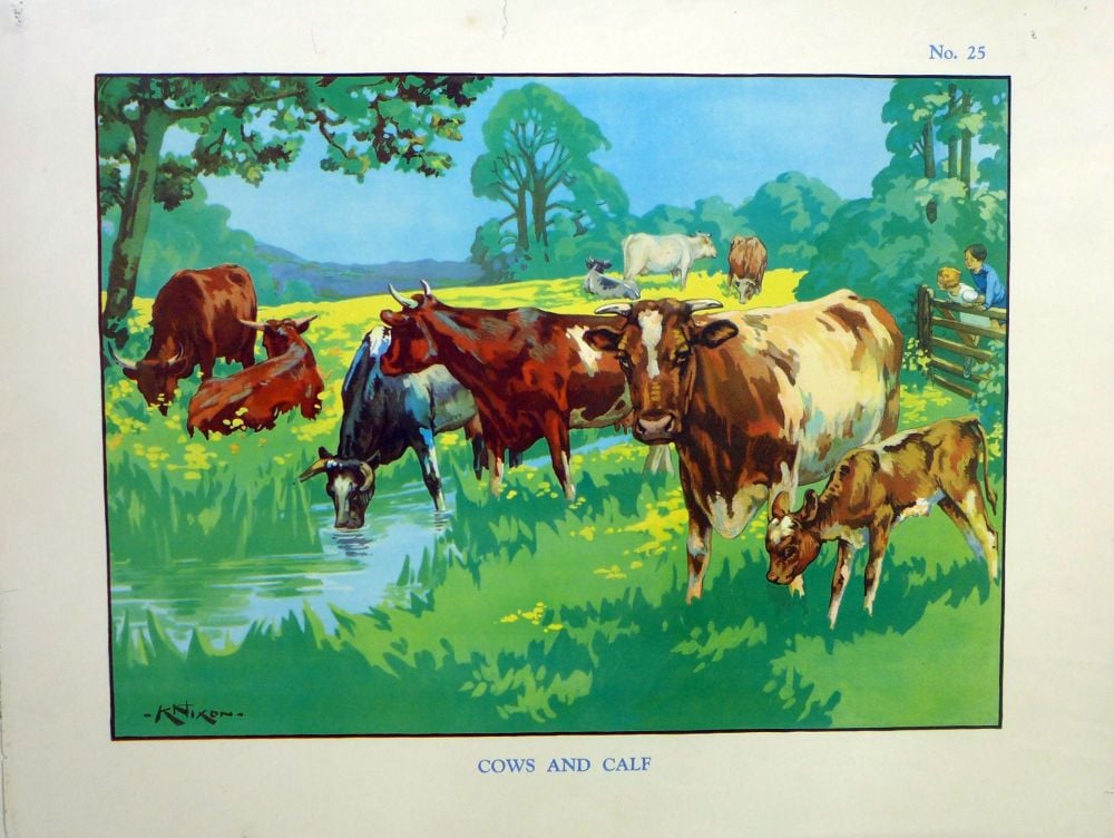 Vintage School Poster 1938 - Cows & Calf