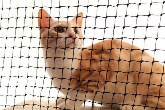 Cat Net 1