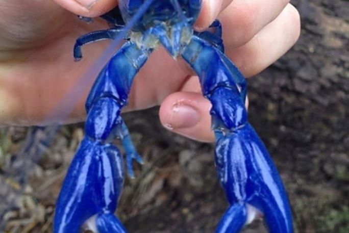 Yabbie Dragnets For Sale Australia