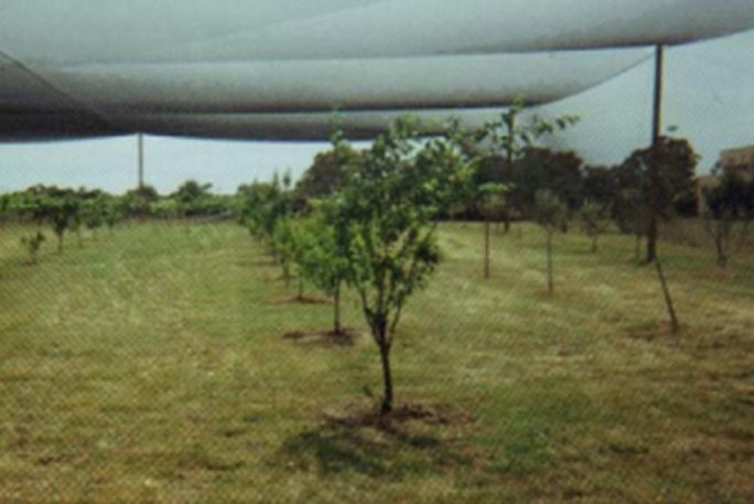 Bat Nets For Sale Australia