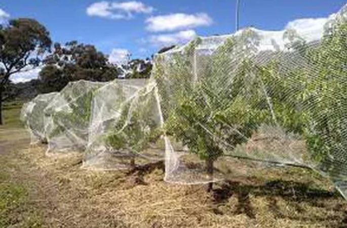 Fruit Tree and Orchard Nets For Sale Australia