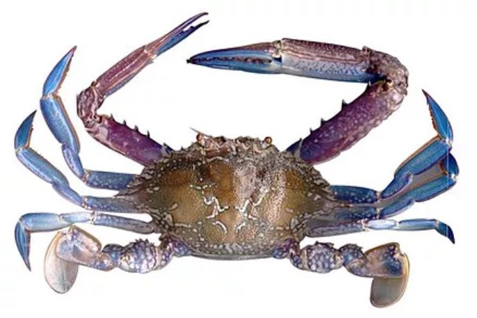 Blue Swimmer Crabs