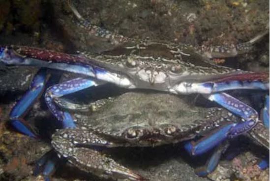 Aquatic Nutrition Crab Trap Bait, 55% OFF