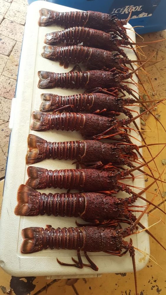 Fishing Gear Suppliers in Perth, Western Australia Fishing Gear