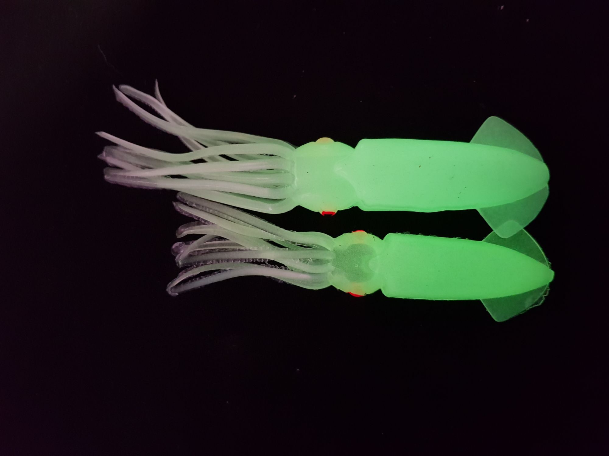 Luminous Squids For Sale in Perth, Western Australia