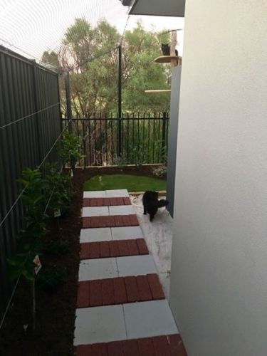Cat Curfew Could Hit Perth, Western Australia