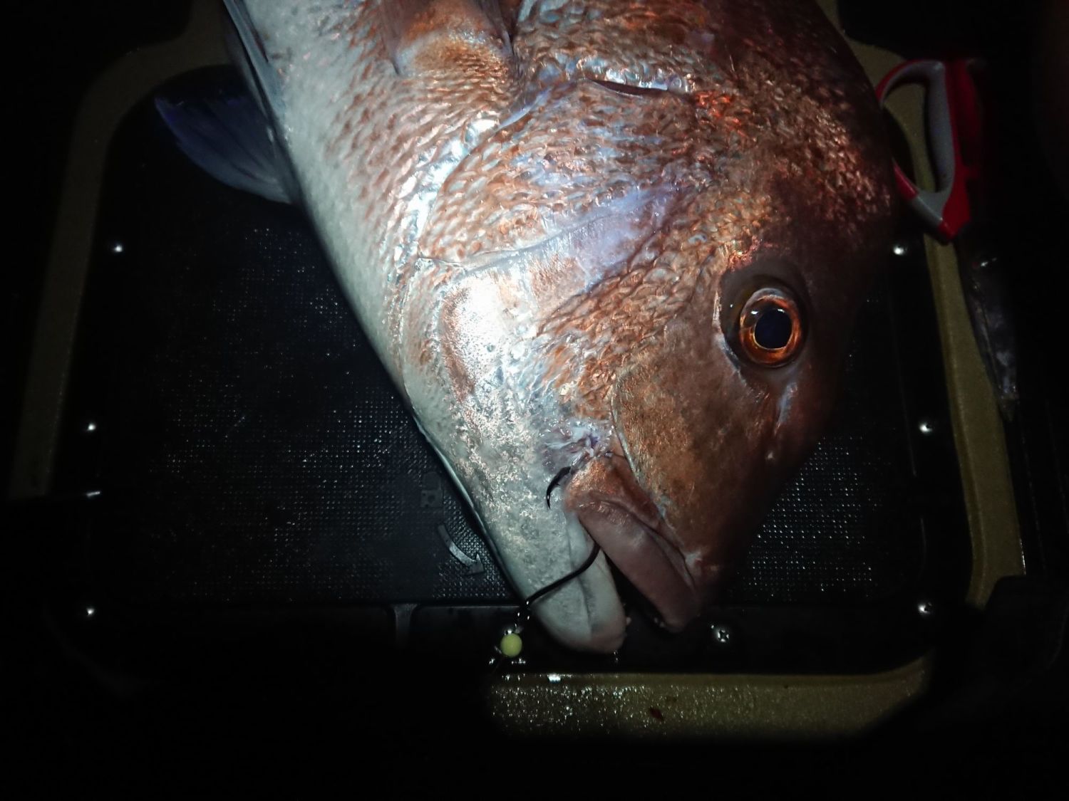 Fishing Product Suppliers in Perth, Western Australia Fishing