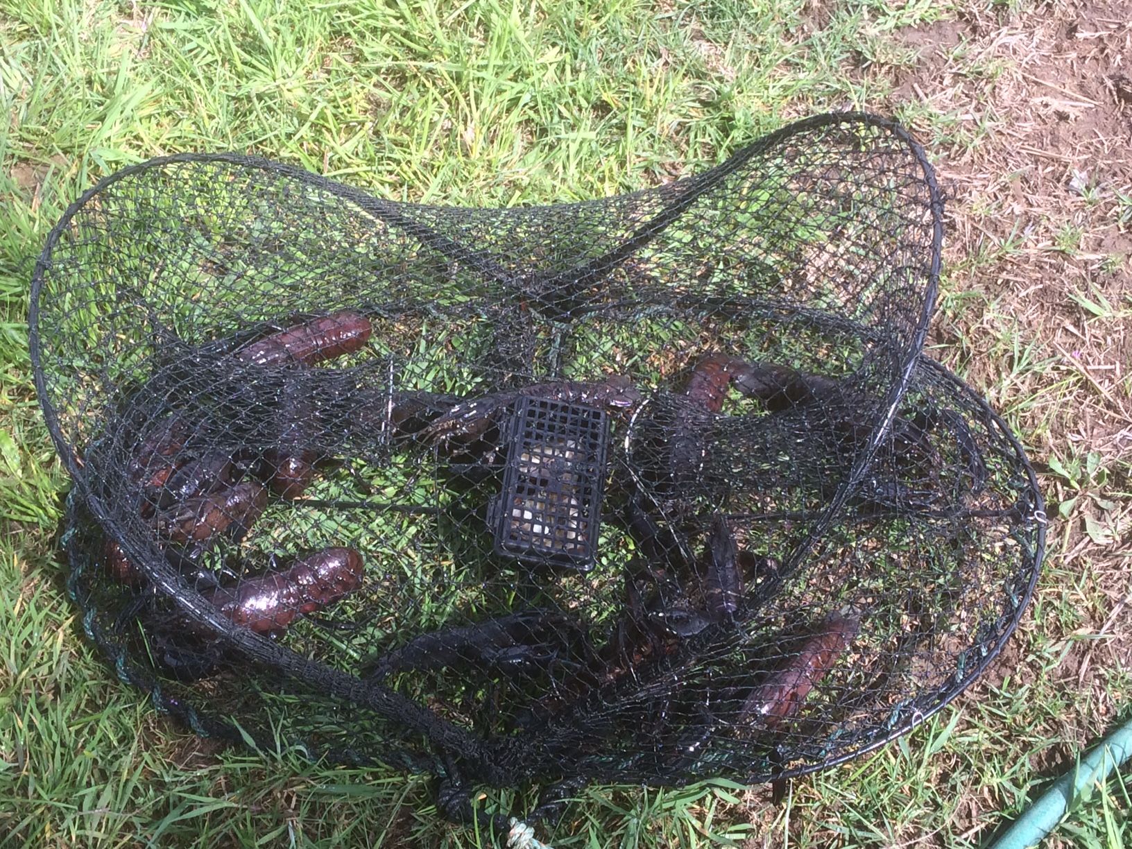 Fish, Marron, Octopus Traps For Sale Australia
