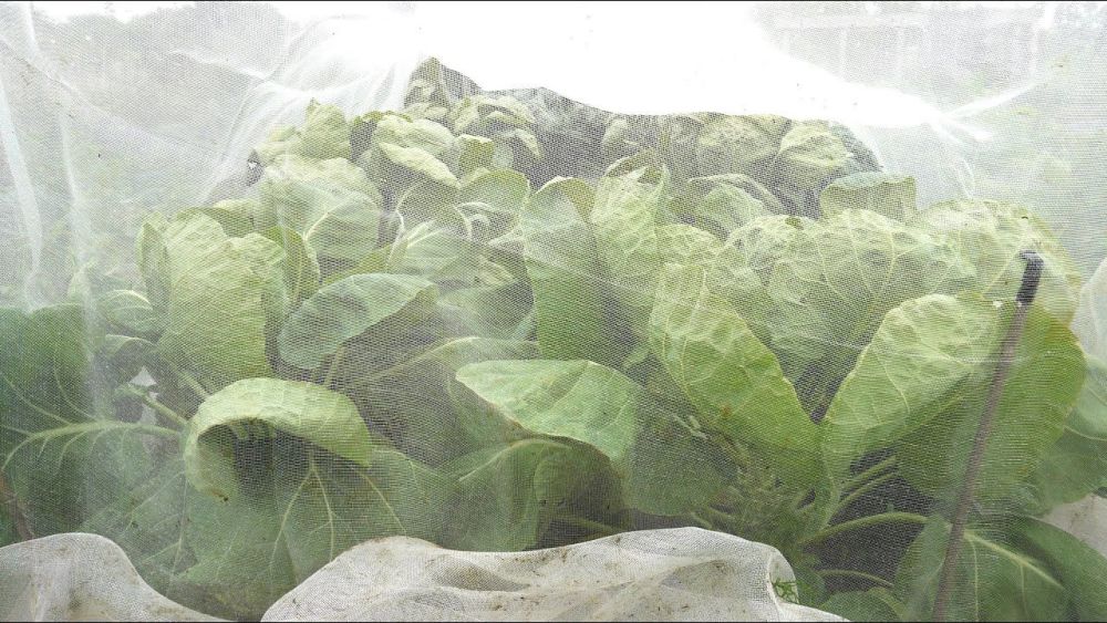 Pest and Vege Netting in Perth, Western Australia Pest Net