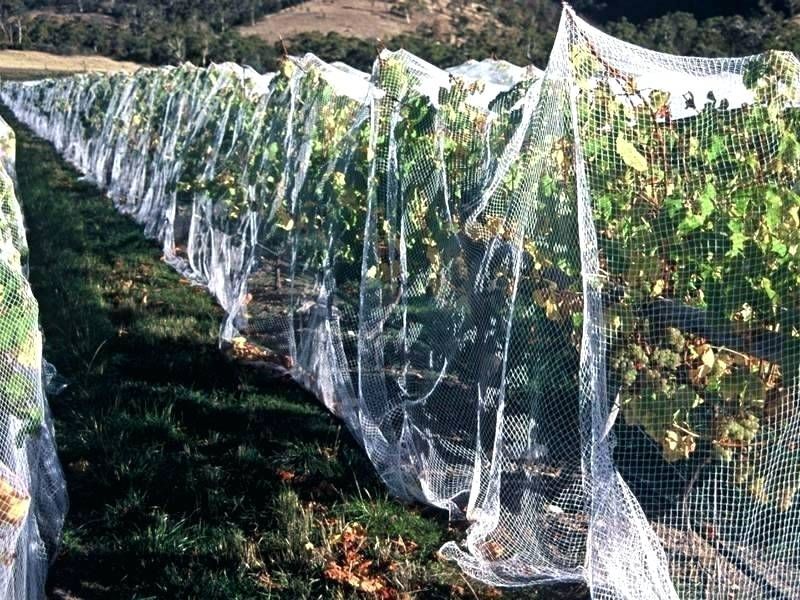 Fruit Tree and Orchard Nets For Sale Australia