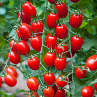 There are plenty of tomato plants to choose from