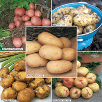 Seed Potatoes - Beginner's All Season Collection