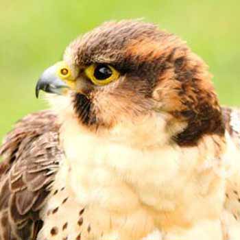 Get into the countryside with falconry handling