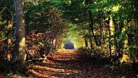 Go for a walk at the beautiful Nymans Gardens